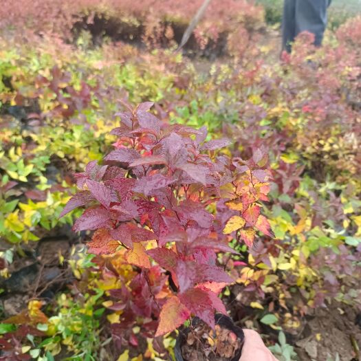 青州市金焰绣线菊