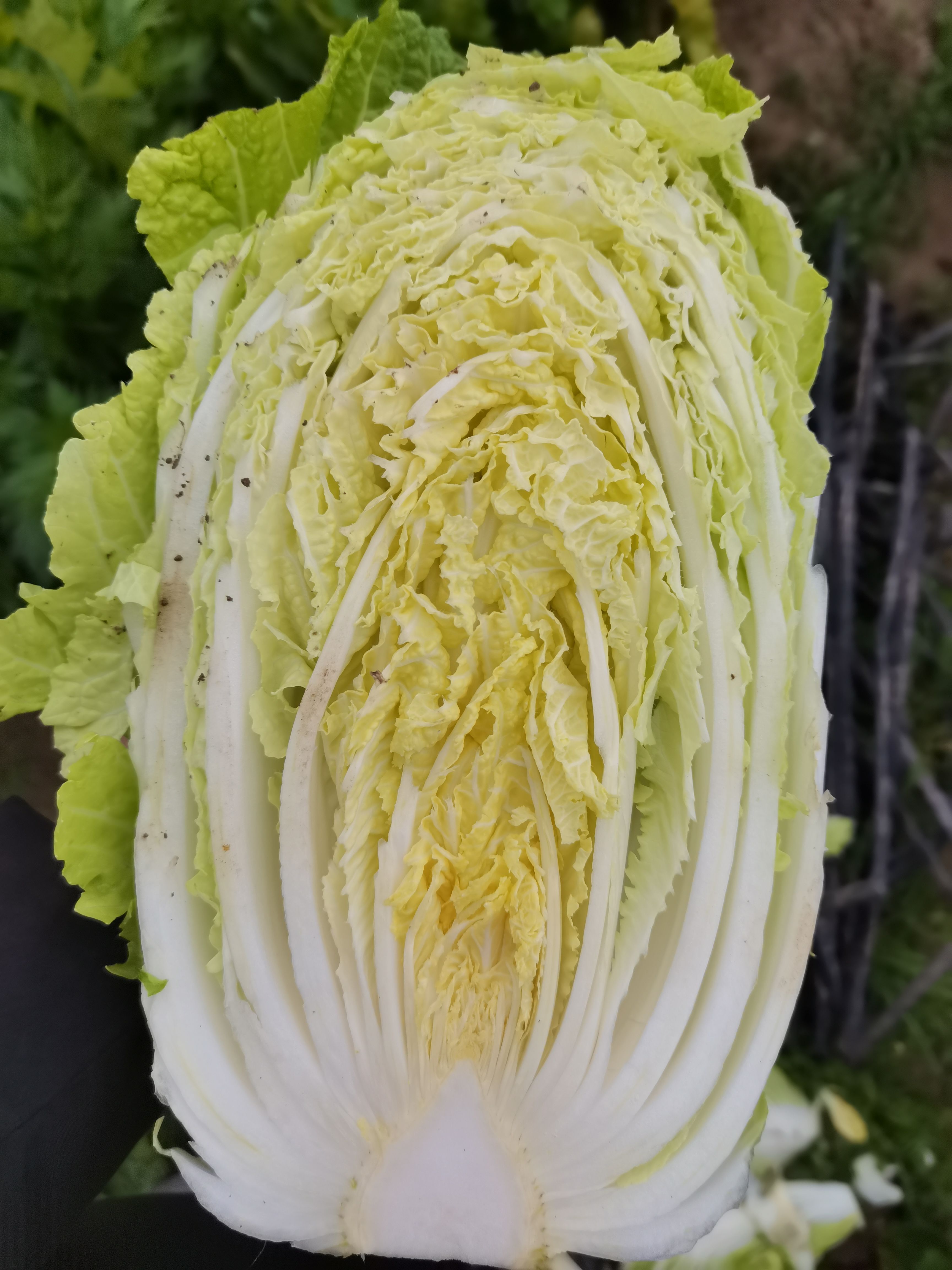 大白菜，三种品种，大中小任意选择