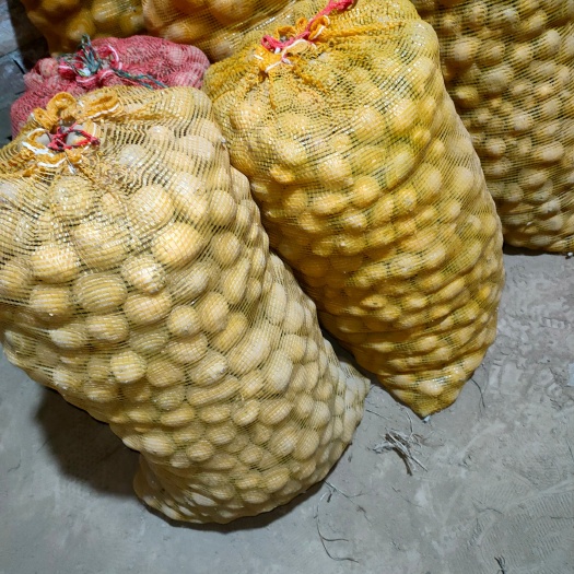 10-40克小土豆供应
