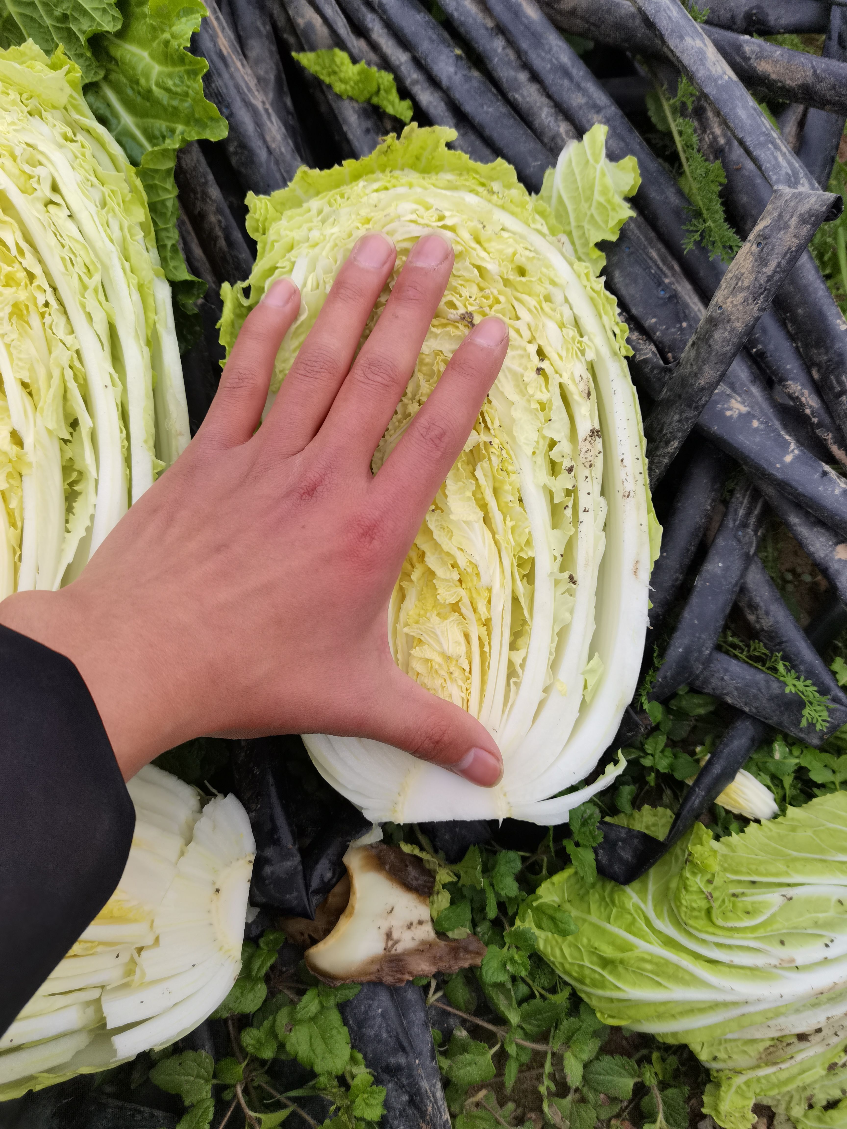大白菜，三种品种，大中小任意选择