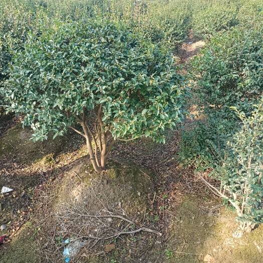 宁波茶梅