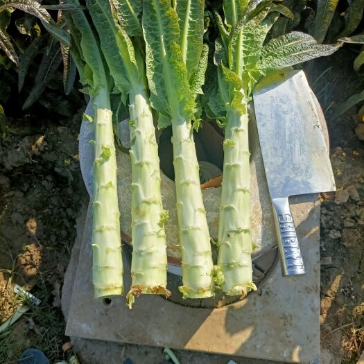 新野县河南新野，莴笋大量供应