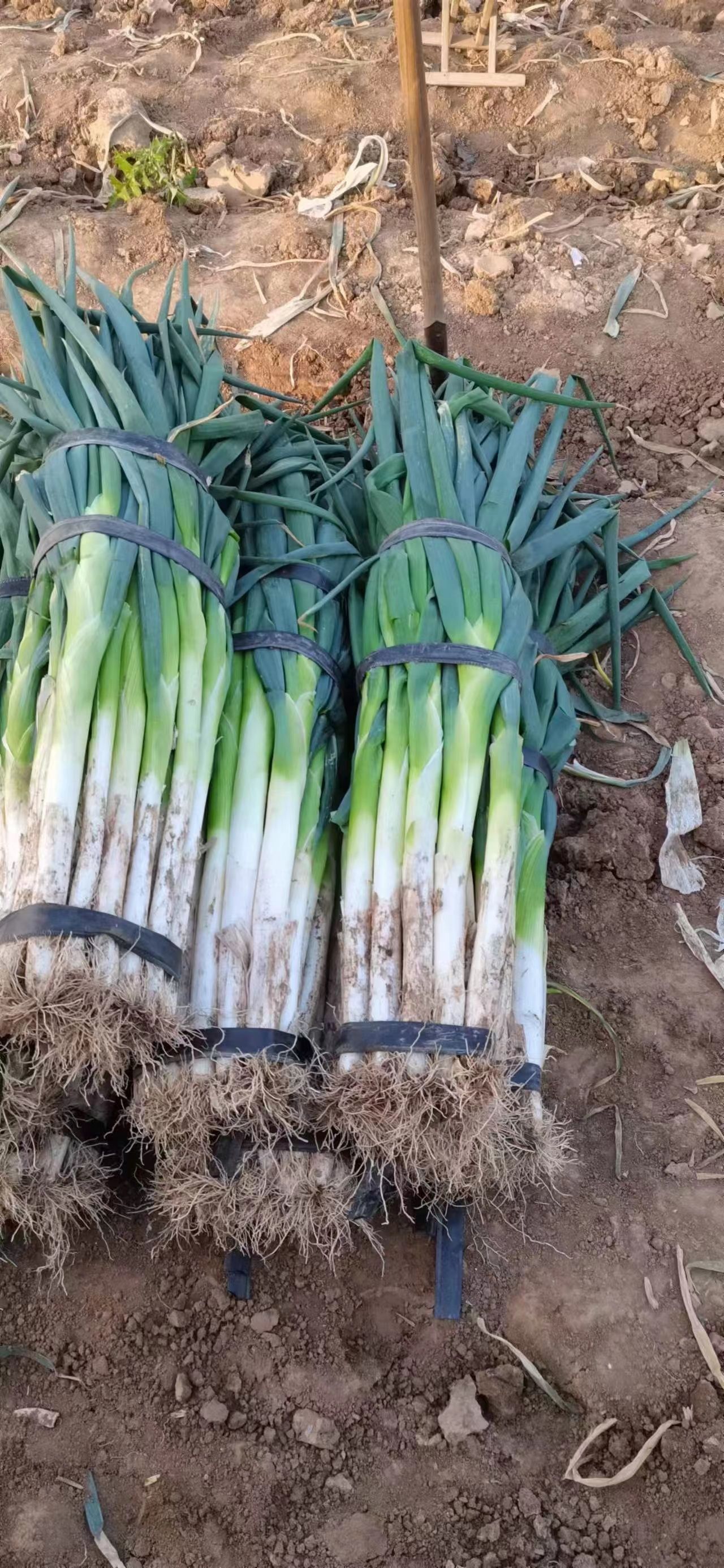 梧桐葱甜儿不辣