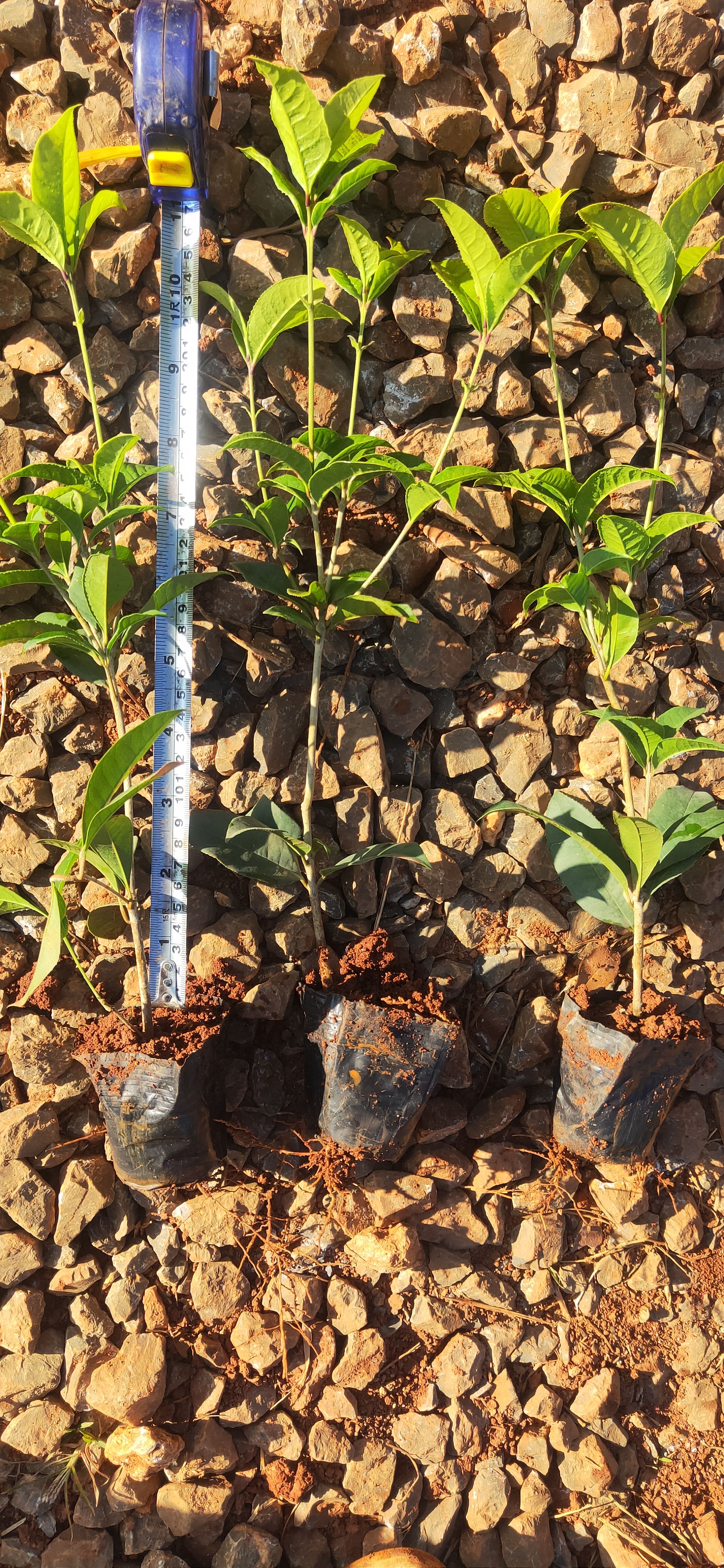 四季桂 四季桂一手货源 四季桂苗圃直销