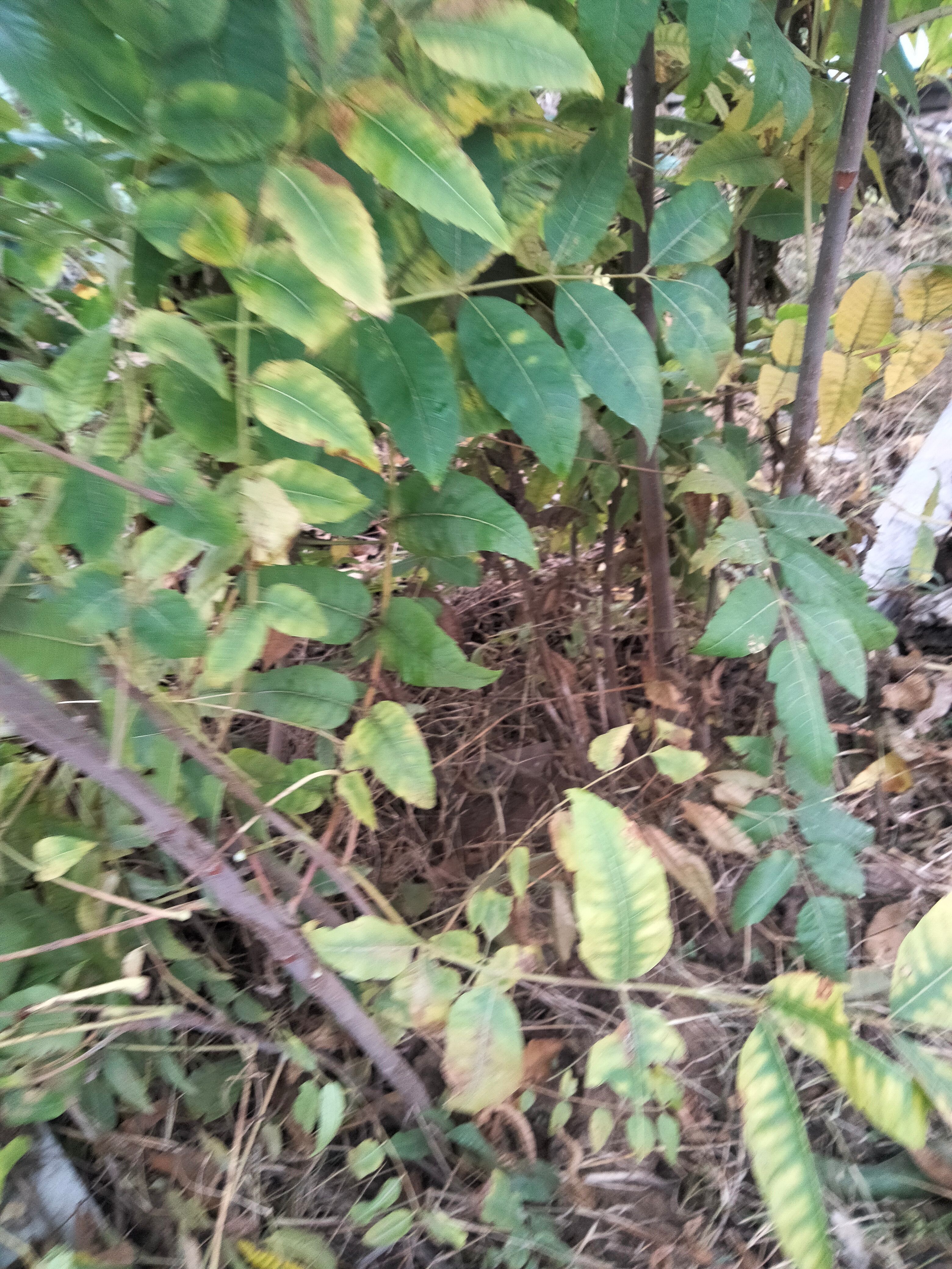 香春芽树苗，图片是冬天拍的 。