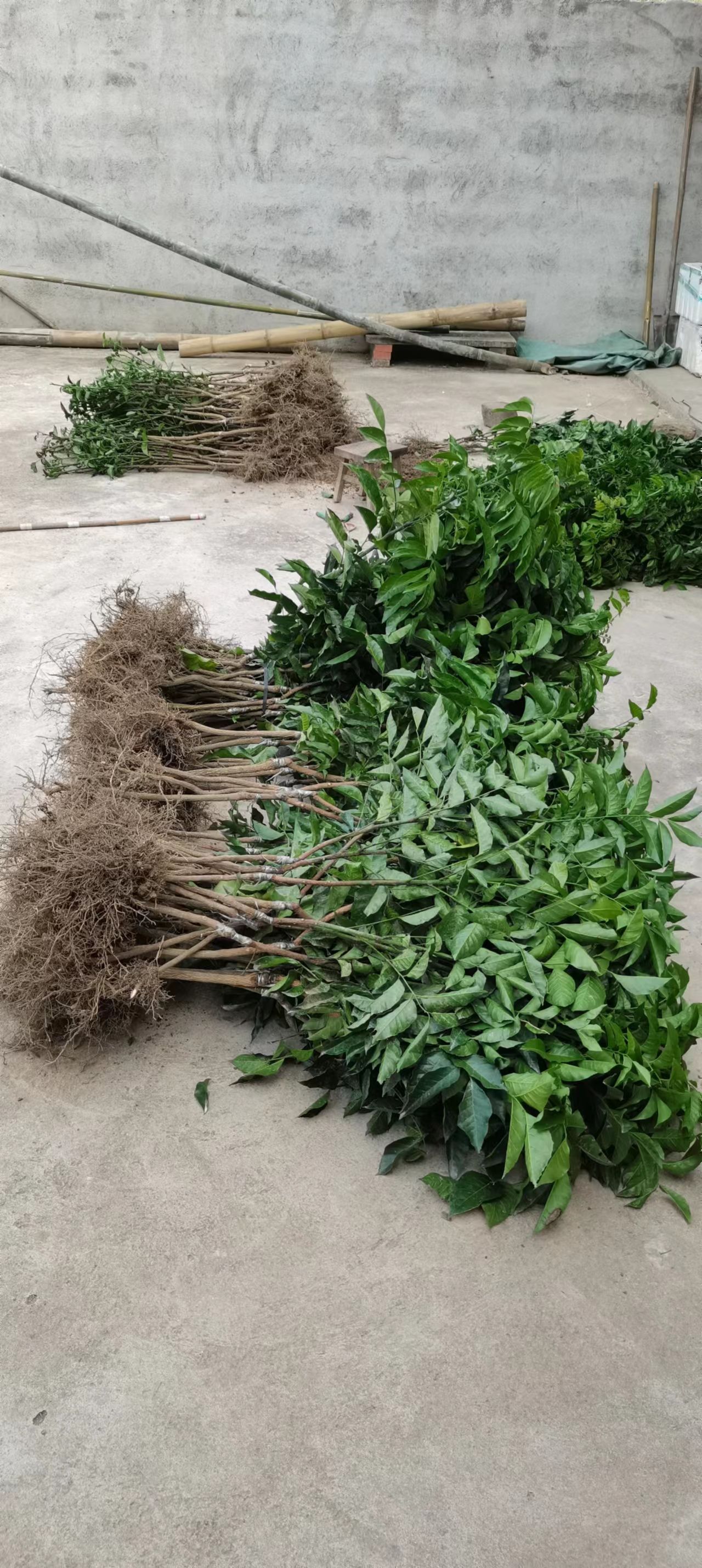 贵妃黄皮果苗结出果大肉厚，产量高