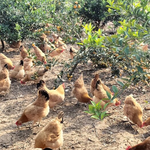 京山市散养黄油老母鸡出售