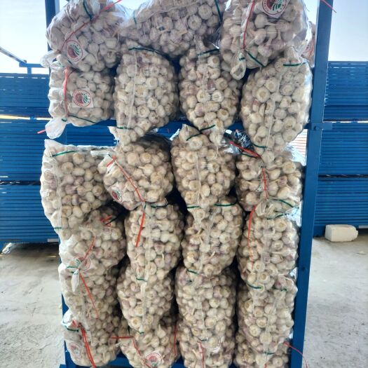 邳州市紫皮大蒜邳州精品大蒜产地直销