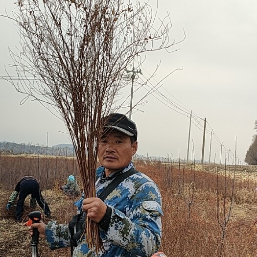 铁岭县没有对比就没有伤害，干支雪柳基地直发，欢迎砸单
