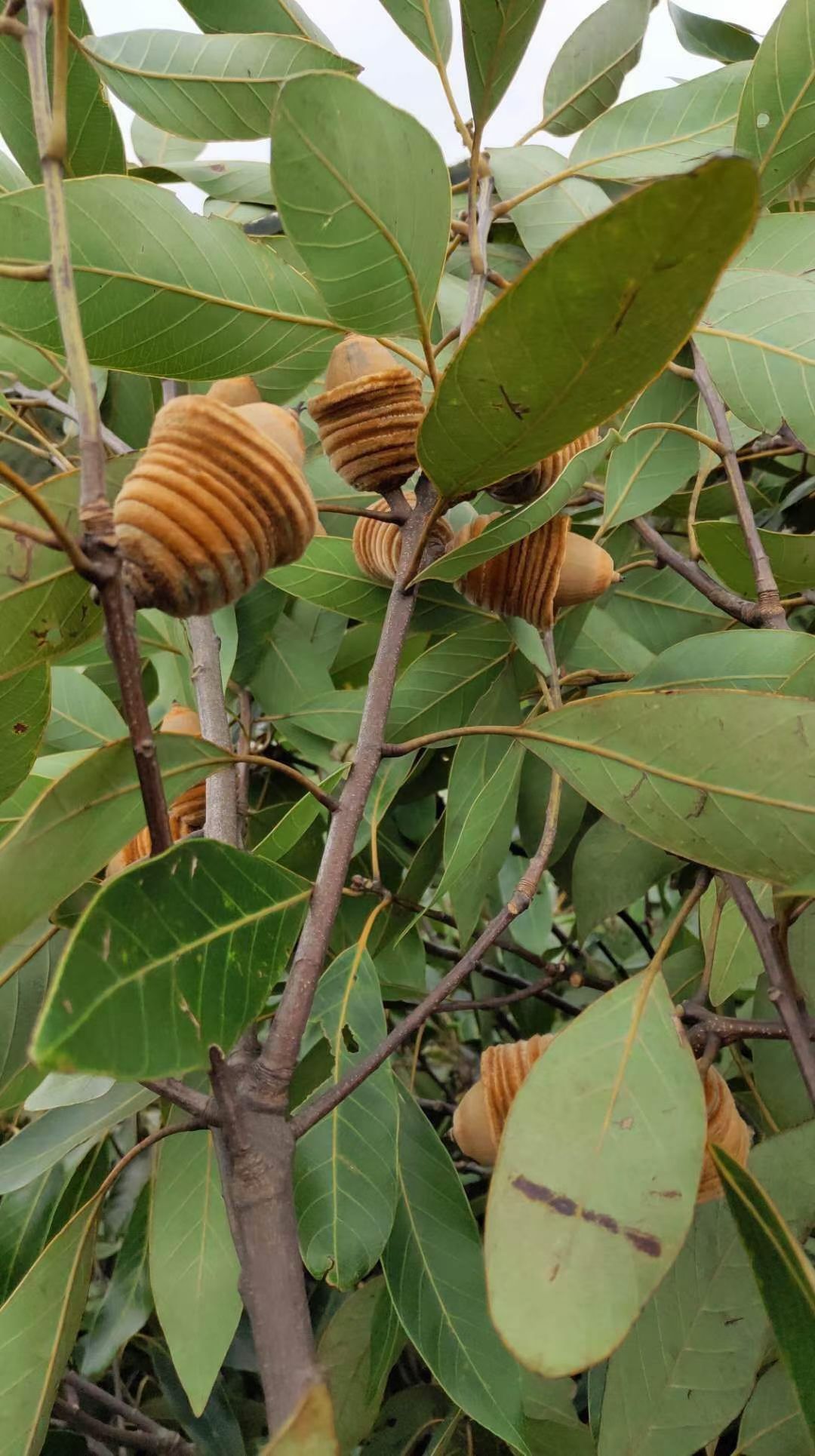 猪仔笠  毛毛果 狗鞭果