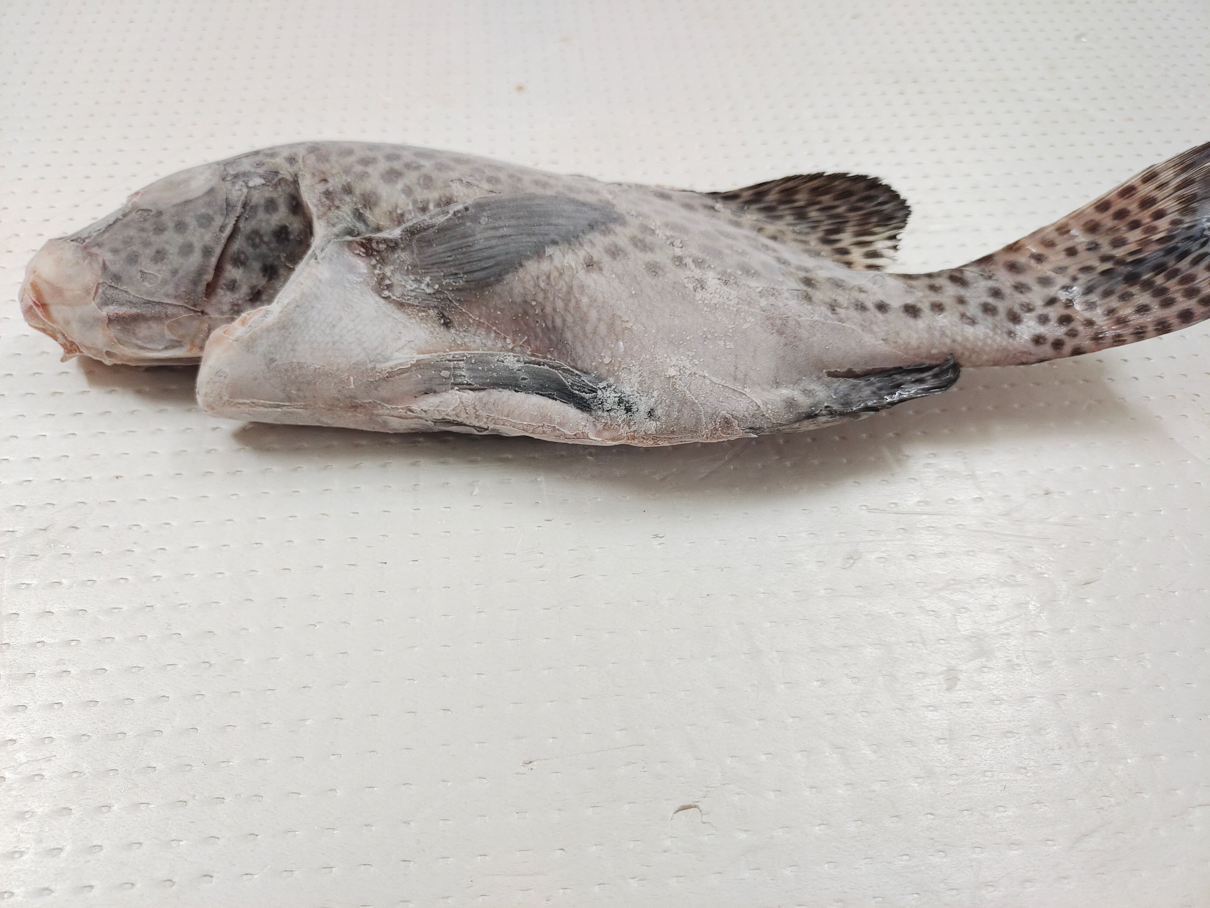 胡椒鲷鱼-西沙群岛胡椒鲷-供应海捕赤点石斑鱼