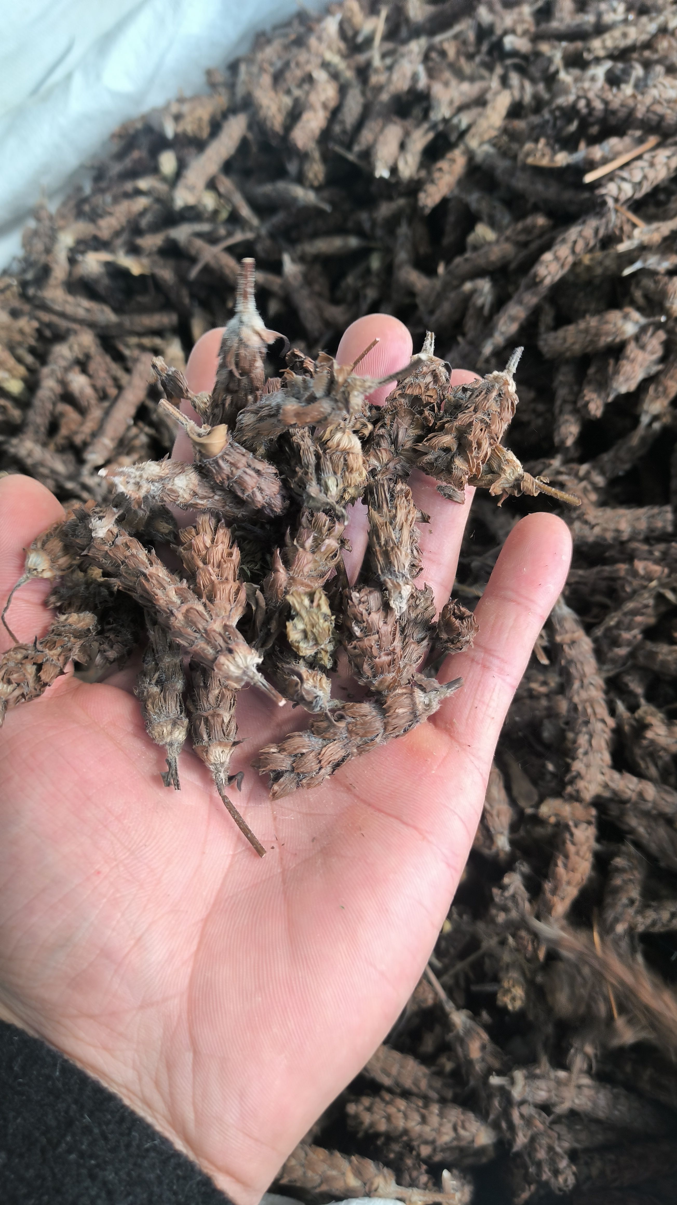 夏枯草  夏枯球 优质夏枯球  质量保证  实图 实视屏……