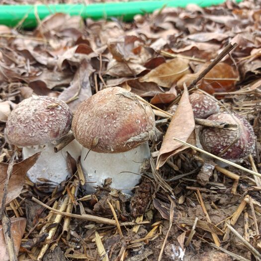 扶沟县林下赤松茸种植，个大肥胖肉厚，脆、滑、嫩，营养价值高