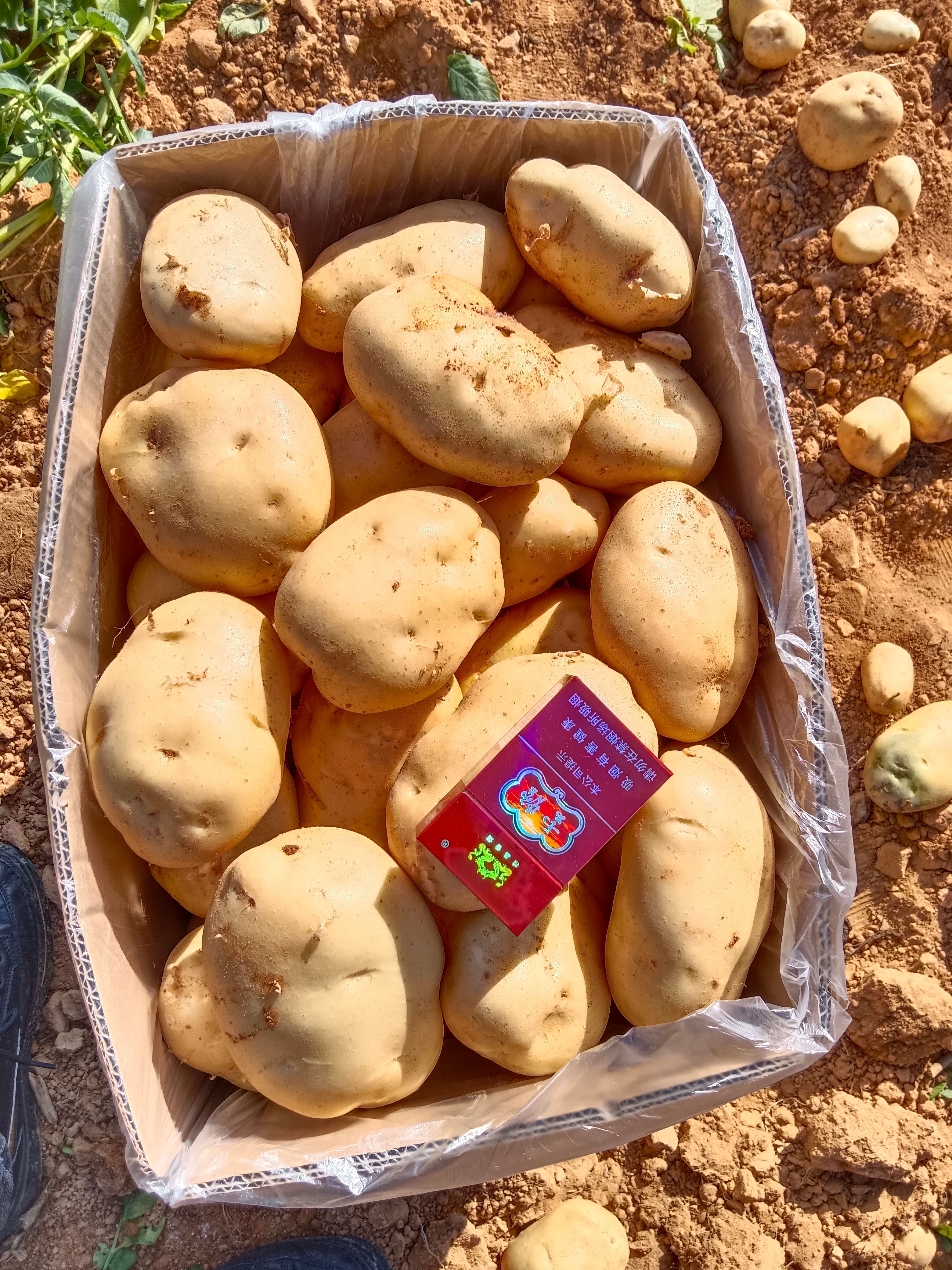 新品上市丽薯六