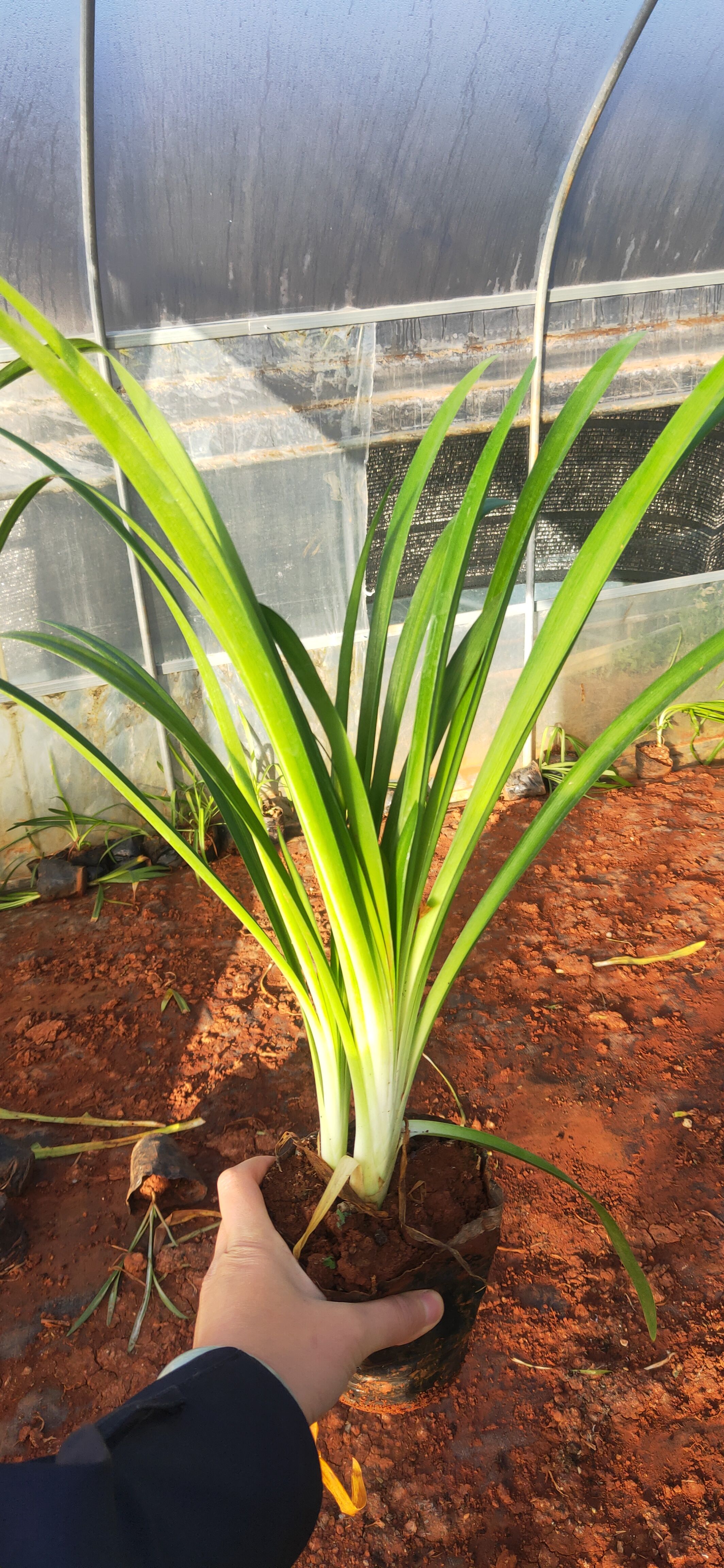 百子莲 百子莲一手货源 百子莲种植销售