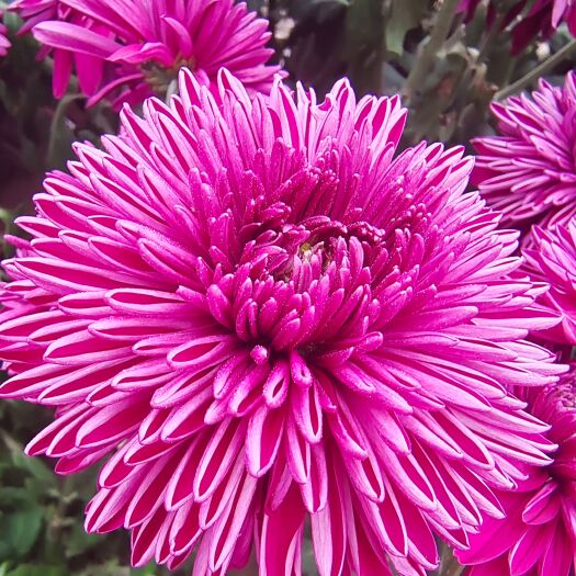 名贵品种观赏菊花、