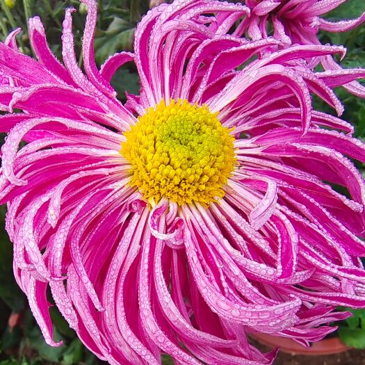 观赏菊盆栽，预定明年菊花苗，