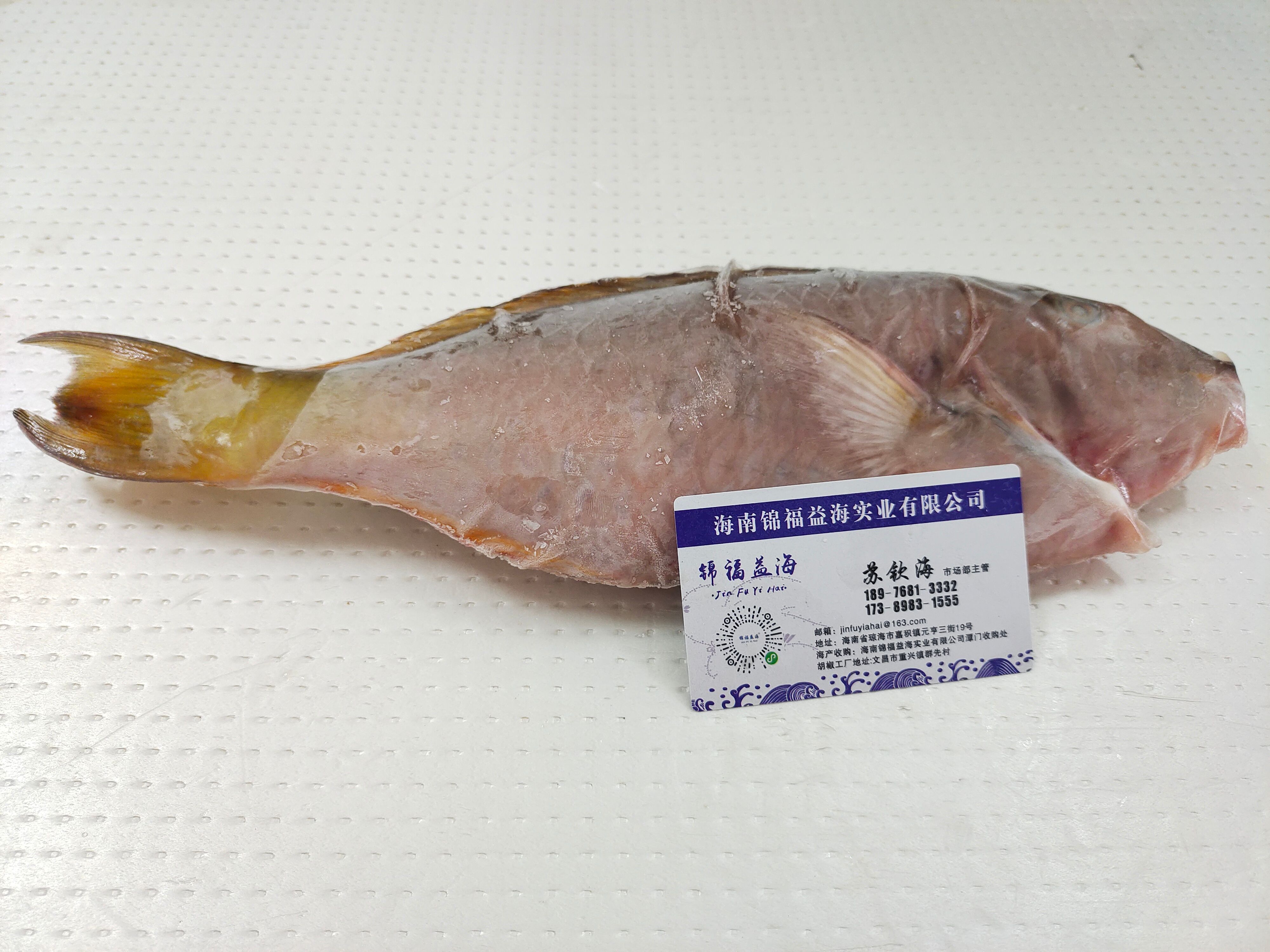 青衣鱼  西沙粉衣鱼 三沙黄尾鱼批发