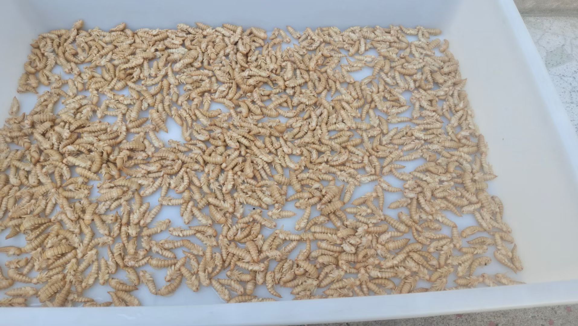 大麦虫蛹，批发零售，蛹