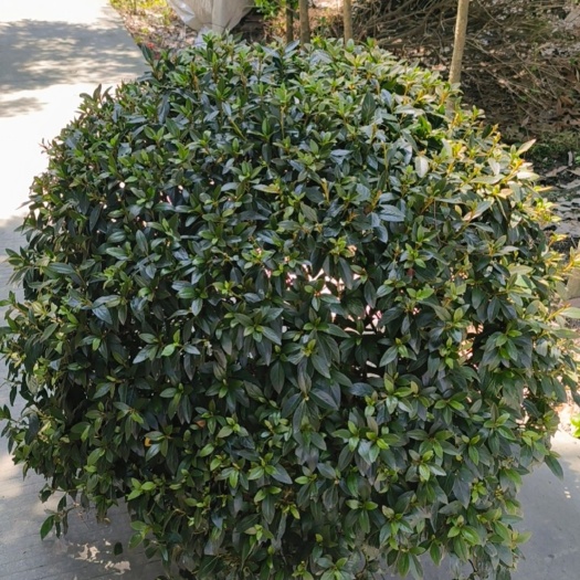 成都直径80cm-120cm 春娟球
