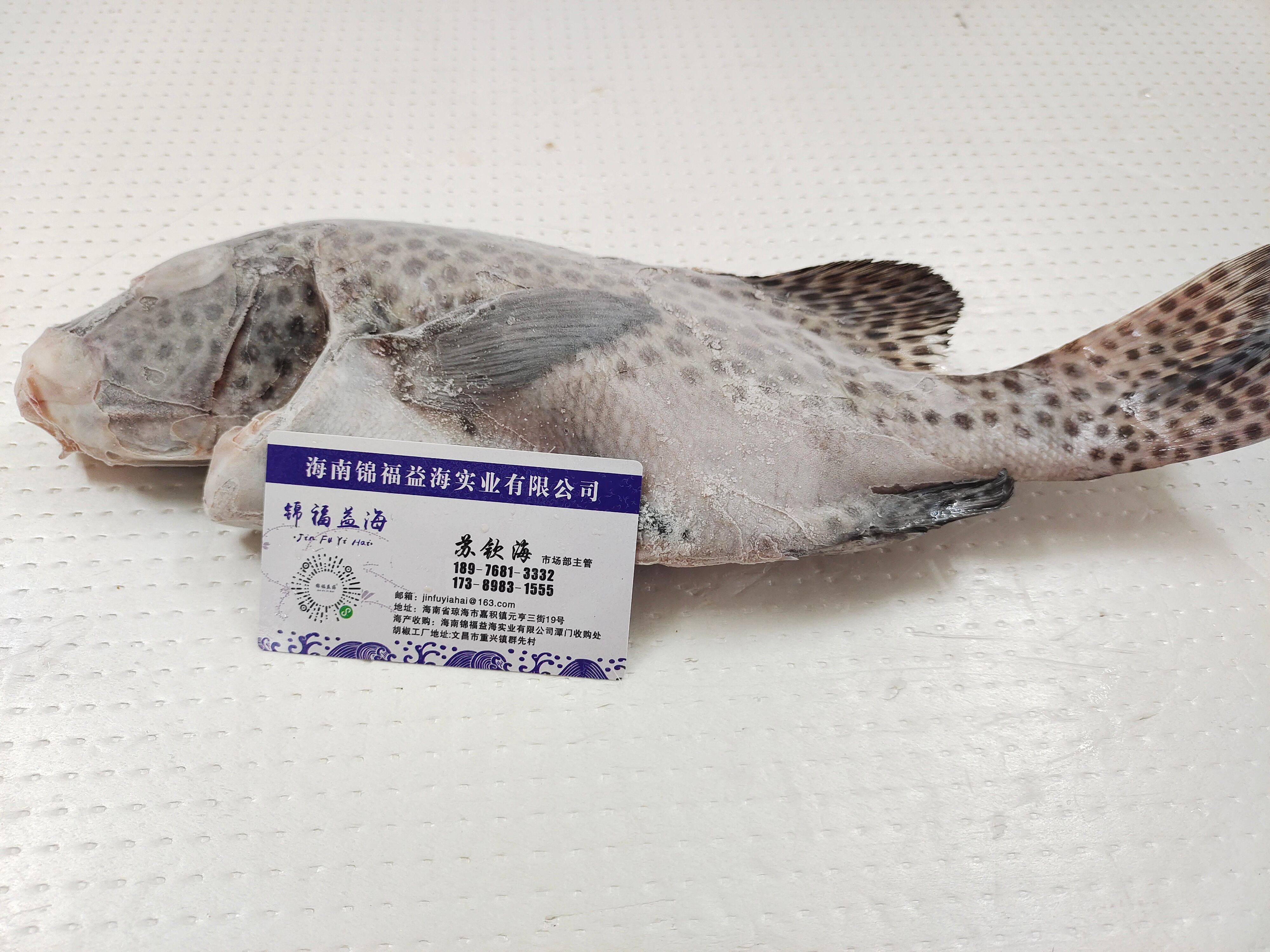 胡椒鲷鱼-西沙群岛胡椒鲷-供应海捕赤点石斑鱼