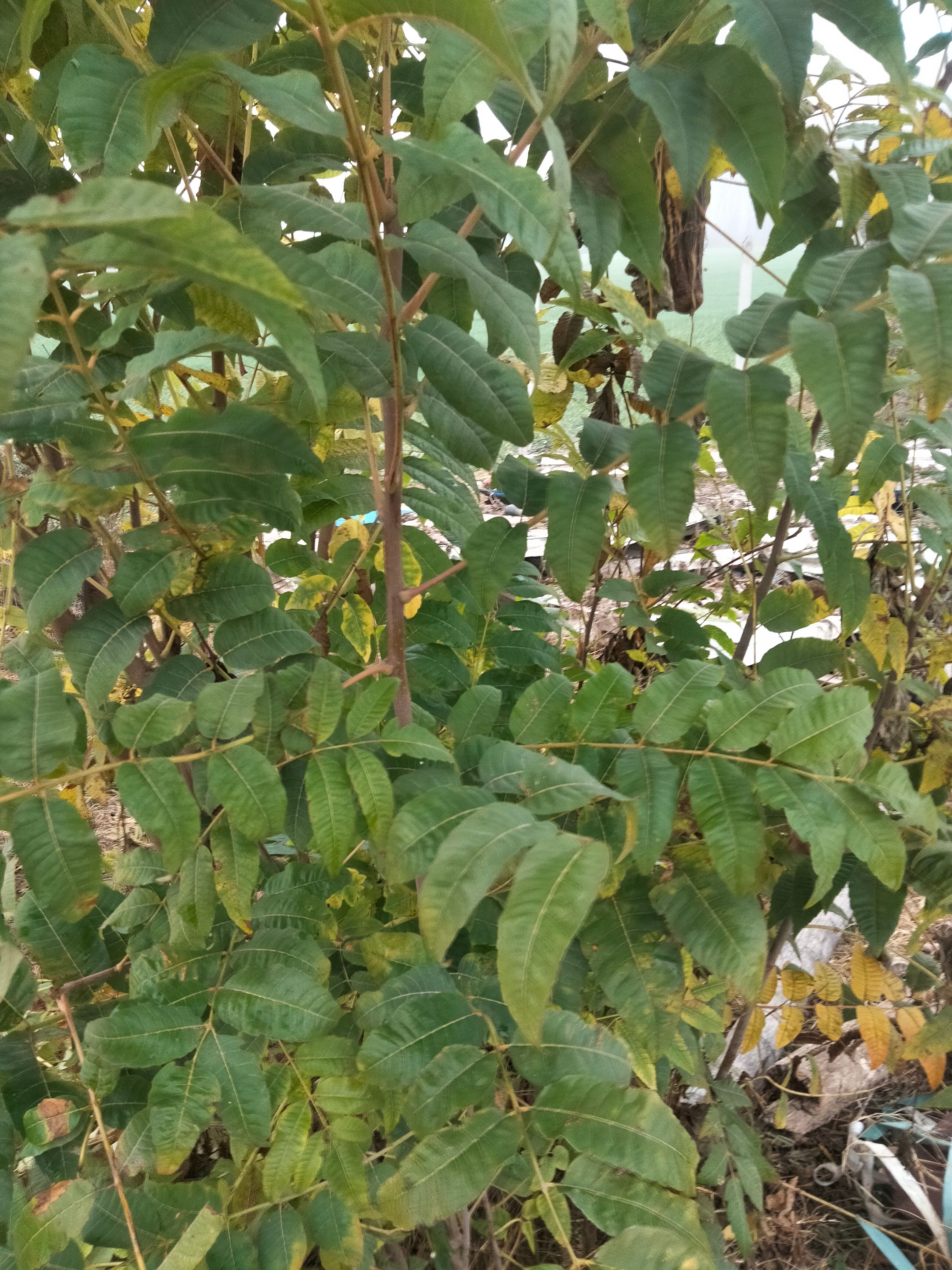 香春芽树苗，图片是冬天拍的 。