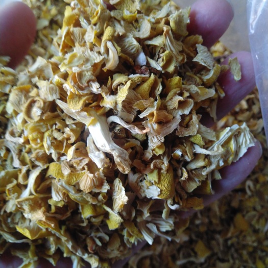 干黄金菇碎片批发 榆黄蘑碎片批发