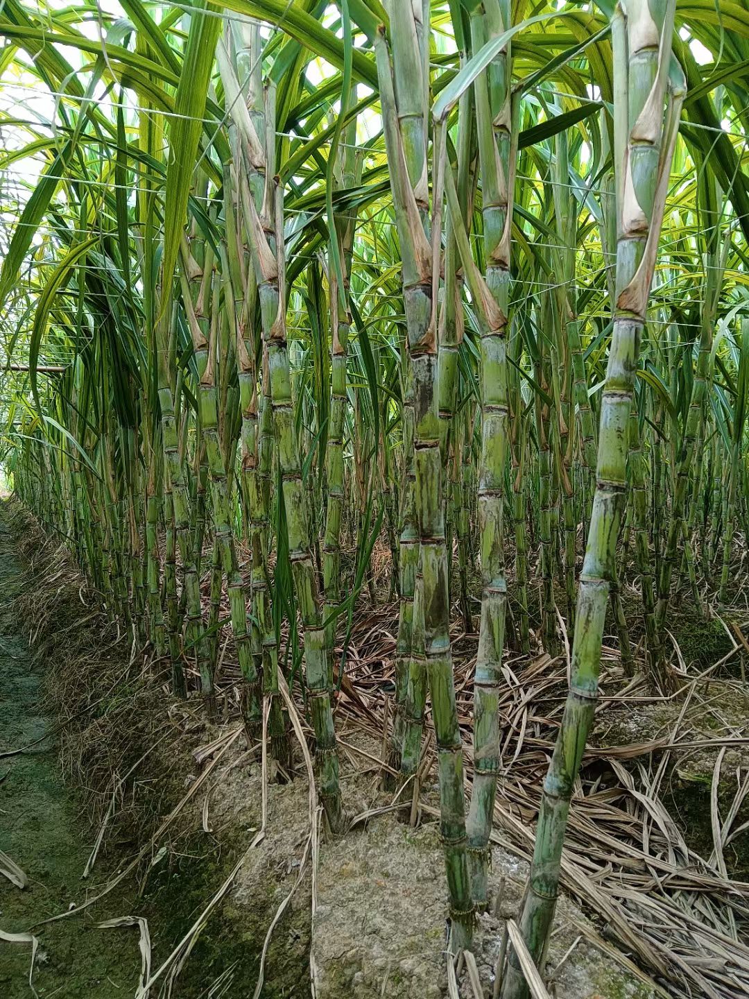 粤翠甘蔗   青皮甘蔗