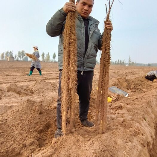 临漳县临漳铁棍山药