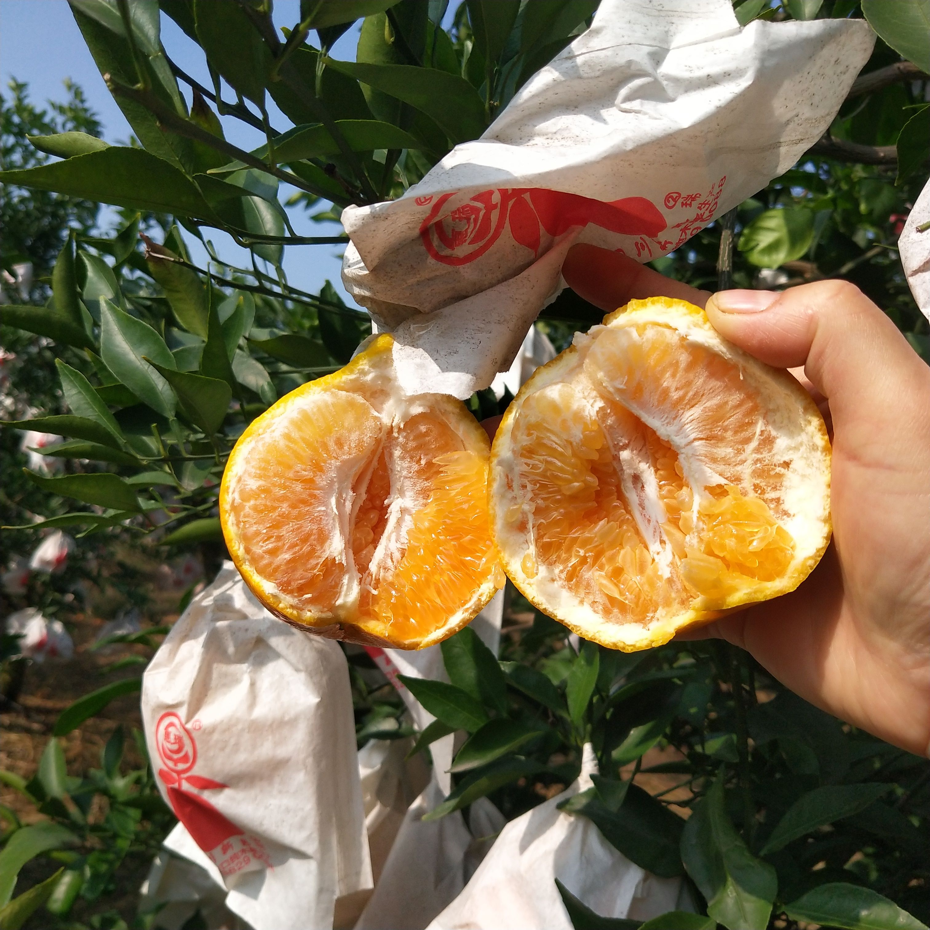 纯甜化渣耙耙柑大量供应中对接全国一切渠道供应