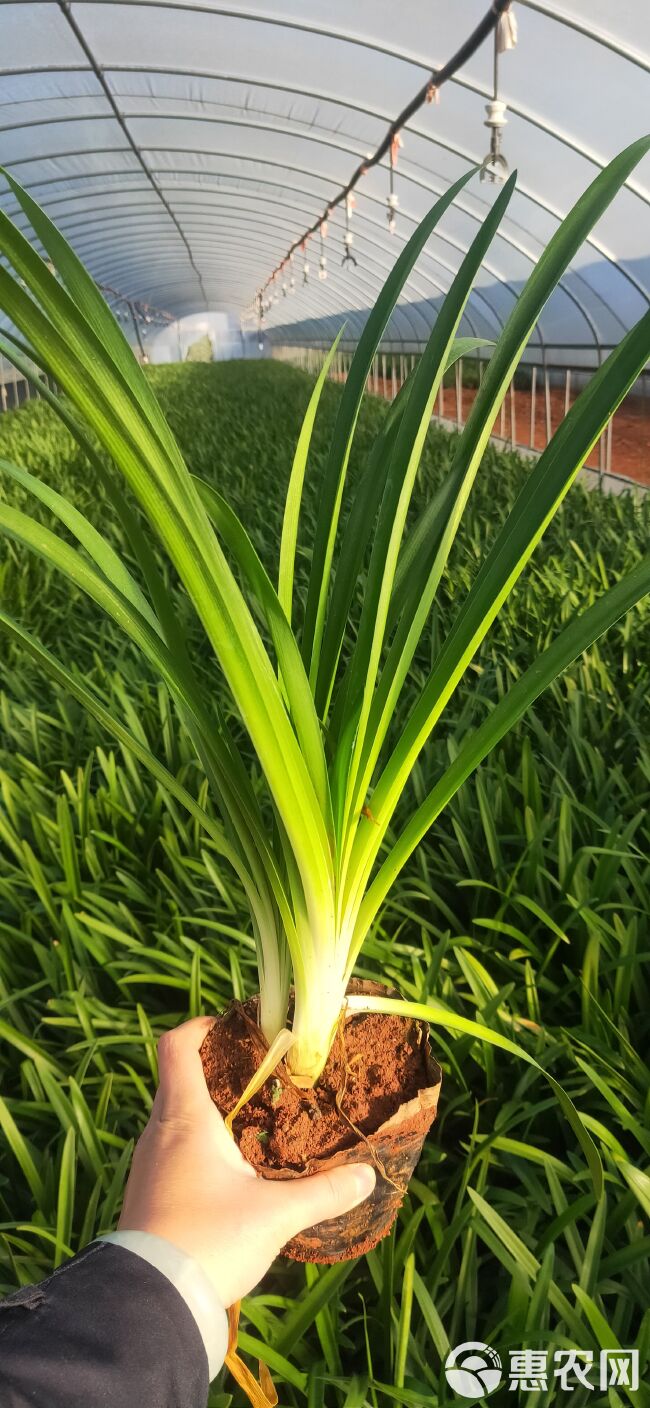 百子莲 百子莲一手货源 百子莲种植销售