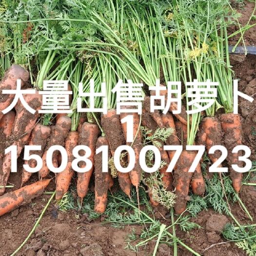邱县七寸红