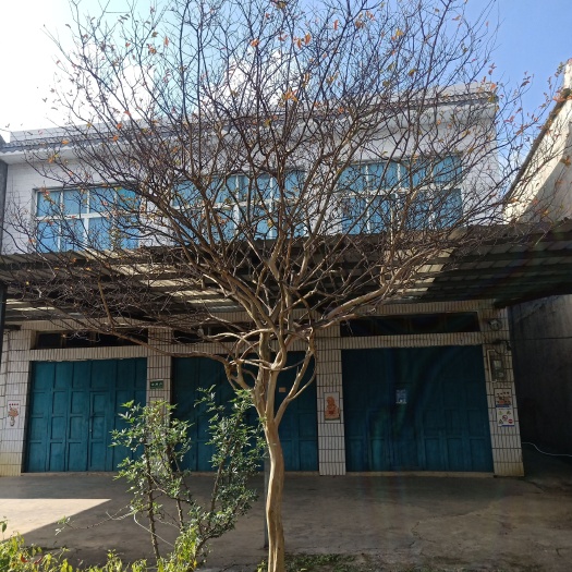 兴义市紫金花（紫薇），农村自种40年老品种紫金花