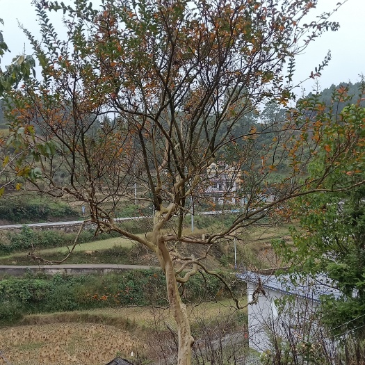 兴义市紫薇/农户自种红色40年老品种紫金花