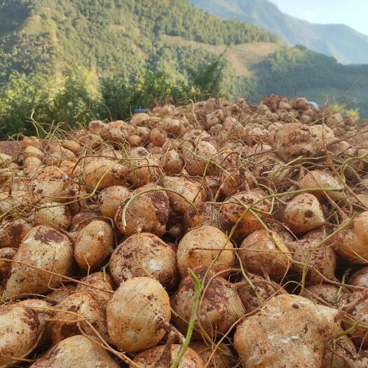 冕宁县大量出售土瓜(凉薯)