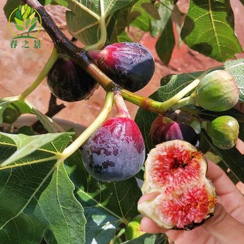 平邑县盆栽无花果树苗，适合客厅，阳台栽种，好看又好吃