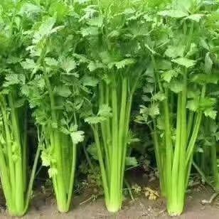 虞城县西芹
