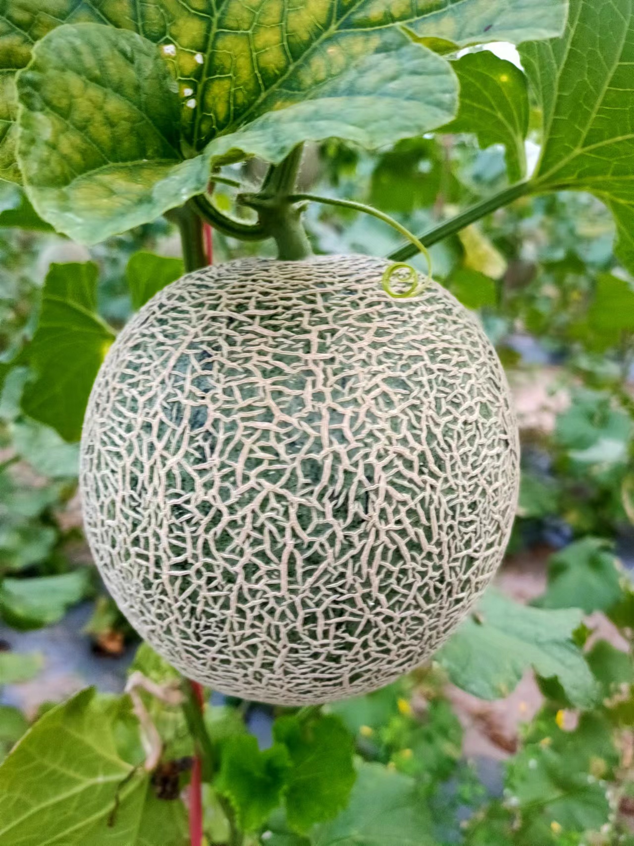 大海南熱帶水果