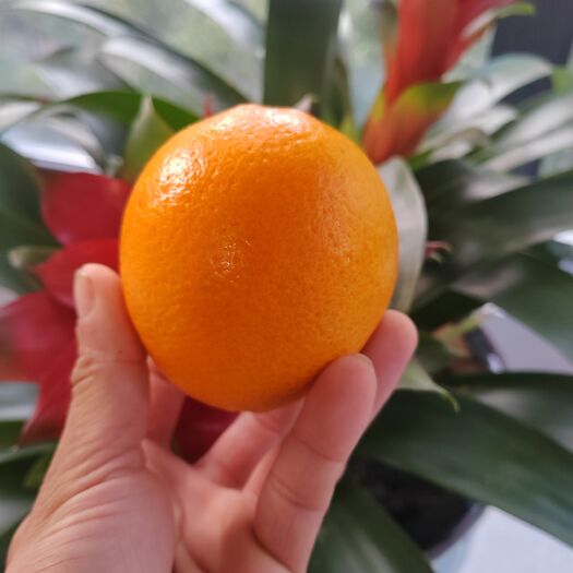 宜昌脐橙