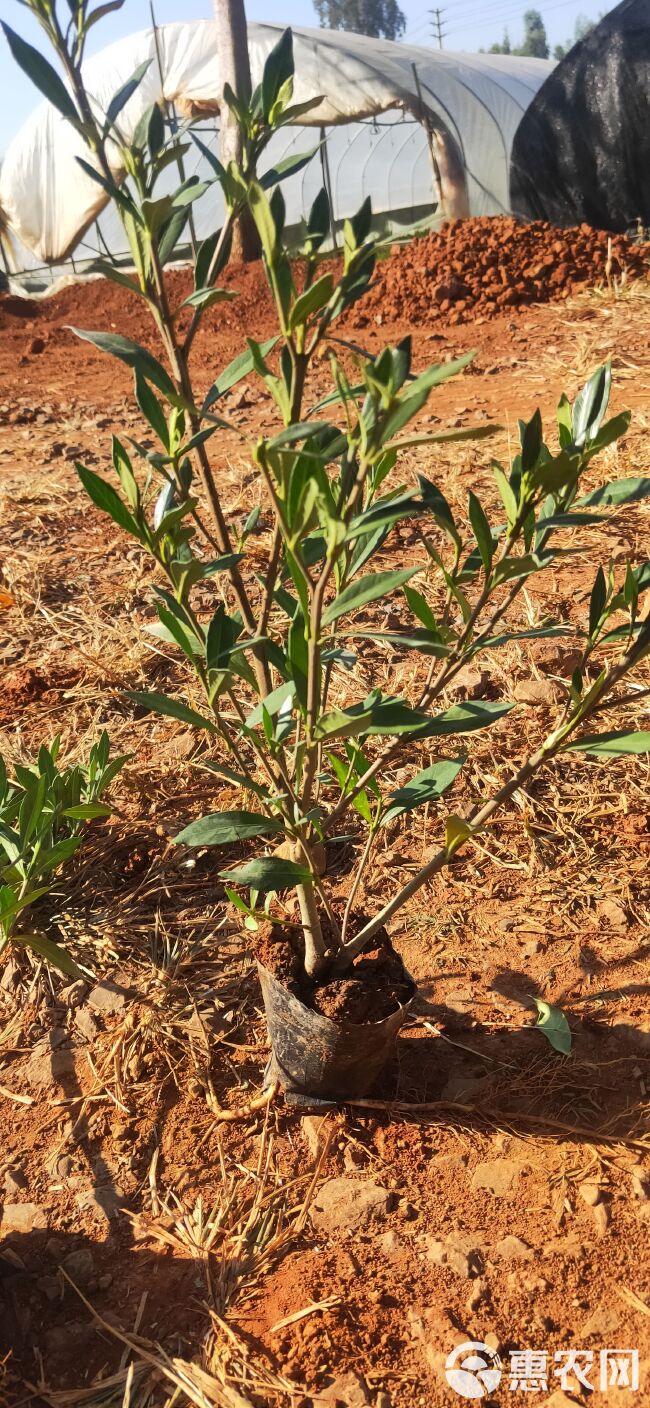 小叶栀子花 小叶栀子花一手货源 小叶栀子花种植销售