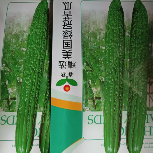 美国绿冠苦瓜种子 能长到40公分长 抗病商品性好