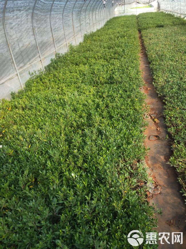 小叶栀子花 小叶栀子花一手货源 小叶栀子花种植销售