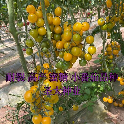 寿光市西红柿种子  采摘小番茄种子—圣女果番茄种子 口感好 颜色亮