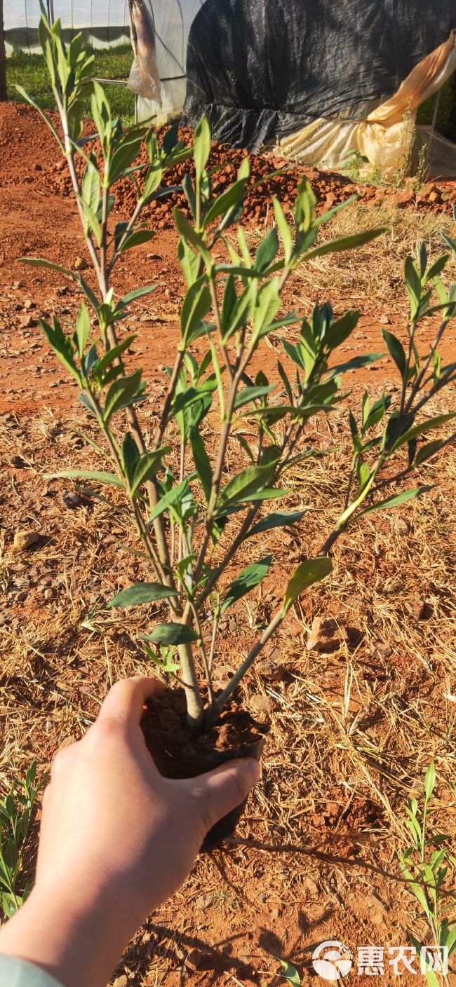 小叶栀子花 小叶栀子花一手货源 小叶栀子花种植销售