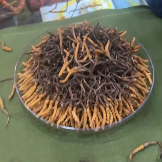 朗县冬春夏草