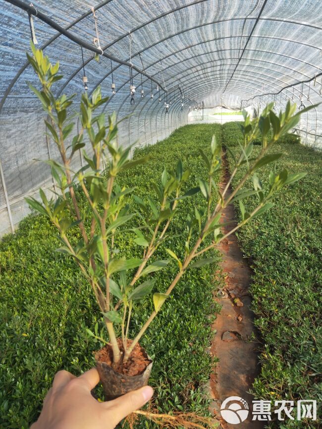 小叶栀子花 小叶栀子花一手货源 小叶栀子花种植销售