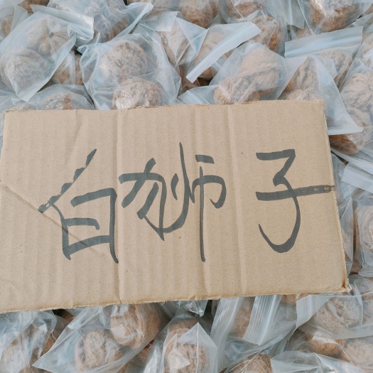 涞水县白狮子白狮子白狮子