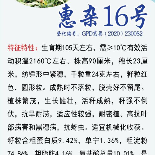 早熟矮秆高粱种子惠杂16号红高粱种子