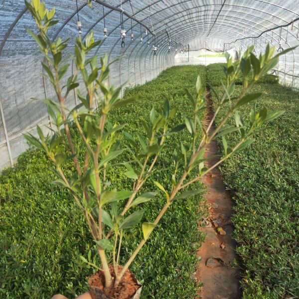 小叶栀子花 小叶栀子花一手货源 小叶栀子花种植销售