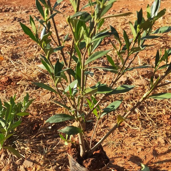 小叶栀子花 小叶栀子花一手货源 小叶栀子花种植销售